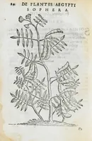 An illustration from Prosperi Alpini de Plantis Ægypti liber cum observationibus et notis Ioannis Veslingii mindani, equitis... Accessit Alpini de balsamo liber. Editio altera emendatior. (1640)