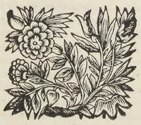 An illustration from Ignis lambens historia medica prolusio physica rarum pulchrescentis naturæ specimen. Illustrissimo & excellentissimo domino Aloysio Georgio Divi Marci procuratori et invictæ venetorum reipublicæ copiarum imperatori fortissimo D. Ezechiel de Castro doctor medicus phys. (1642)