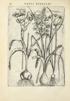 An illustration from Pauli Renealmi Blaesensis doctoris medici Specimen historiæ plantarum. Plantæ typis æneis expressæ. (1611)