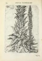 Picture 14 of 21 from Pauli Renealmi Blaesensis doctoris medici Specimen historiæ plantarum. Plantæ typis æneis expressæ. (1611), leaf 114