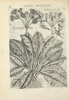 An illustration from Pauli Renealmi Blaesensis doctoris medici Specimen historiæ plantarum. Plantæ typis æneis expressæ. (1611)