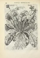 An illustration from Pauli Renealmi Blaesensis doctoris medici Specimen historiæ plantarum. Plantæ typis æneis expressæ. (1611)