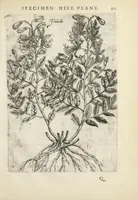 An illustration from Pauli Renealmi Blaesensis doctoris medici Specimen historiæ plantarum. Plantæ typis æneis expressæ. (1611)