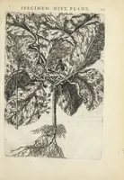 Picture 19 of 21 from Pauli Renealmi Blaesensis doctoris medici Specimen historiæ plantarum. Plantæ typis æneis expressæ. (1611), leaf 139