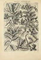 Picture 4 of 21 from Pauli Renealmi Blaesensis doctoris medici Specimen historiæ plantarum. Plantæ typis æneis expressæ. (1611), leaf 14