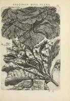 An illustration from Pauli Renealmi Blaesensis doctoris medici Specimen historiæ plantarum. Plantæ typis æneis expressæ. (1611)