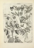 An illustration from Pauli Renealmi Blaesensis doctoris medici Specimen historiæ plantarum. Plantæ typis æneis expressæ. (1611)