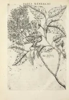 Picture 5 of 21 from Pauli Renealmi Blaesensis doctoris medici Specimen historiæ plantarum. Plantæ typis æneis expressæ. (1611), leaf 42