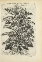 An illustration from Pauli Renealmi Blaesensis doctoris medici Specimen historiæ plantarum. Plantæ typis æneis expressæ. (1611)