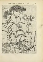 An illustration from Pauli Renealmi Blaesensis doctoris medici Specimen historiæ plantarum. Plantæ typis æneis expressæ. (1611)