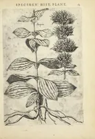 An illustration from Pauli Renealmi Blaesensis doctoris medici Specimen historiæ plantarum. Plantæ typis æneis expressæ. (1611)