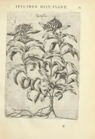 An illustration from Pauli Renealmi Blaesensis doctoris medici Specimen historiæ plantarum. Plantæ typis æneis expressæ. (1611)