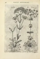 An illustration from Pauli Renealmi Blaesensis doctoris medici Specimen historiæ plantarum. Plantæ typis æneis expressæ. (1611)