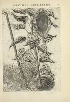 Picture 12 of 21 from Pauli Renealmi Blaesensis doctoris medici Specimen historiæ plantarum. Plantæ typis æneis expressæ. (1611), leaf 95