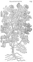 An illustration from Florum, coronariarum odoratarumque nonnullarum herbarum historia (1568)