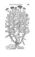 Picture 8 of 9 from Florum, coronariarum odoratarumque nonnullarum herbarum historia (1568), leaf 286
