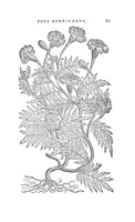 Picture 2 of 9 from Florum, coronariarum odoratarumque nonnullarum herbarum historia (1568), leaf 60