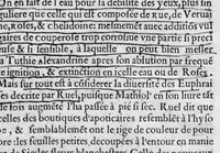 An illustration from Instruction sur l'herbe petum ditte en France l'herbe de la Royne ou medicée et sur la racine mechiocan principalement (avec quelques autres simples rares & exquis) exemplaire à manier philosophiquement tous autres vegetaux (1572)
