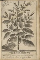 An illustration from Traicté du tabac, ou Nicotiane, panacée, pétun (1630)