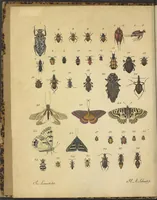 An illustration from Vincentii Petagnae ... Specimen insectorum ulterioris Calabriae (1820)
