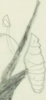 An illustration from Drawings of American insects : shewing them in their several states, together with such minute insects as require investigation by the microscope : designed and executed from living specimens (1796)