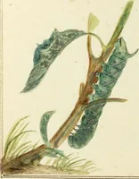 An illustration from Drawings of American insects : shewing them in their several states, together with such minute insects as require investigation by the microscope : designed and executed from living specimens (1796)