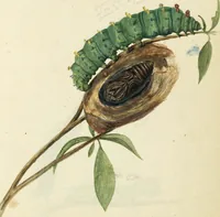 Picture 7 of 30 from Drawings of American insects : shewing them in their several states, together with such minute insects as require investigation by the microscope : designed and executed from living specimens (1796), leaf 12