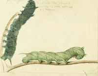 An illustration from Drawings of American insects : shewing them in their several states, together with such minute insects as require investigation by the microscope : designed and executed from living specimens (1796)