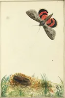 An illustration from Drawings of American insects : shewing them in their several states, together with such minute insects as require investigation by the microscope : designed and executed from living specimens (1796)