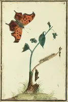 Picture 1 of 30 from Drawings of American insects : shewing them in their several states, together with such minute insects as require investigation by the microscope : designed and executed from living specimens (1796), leaf 2