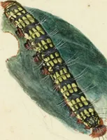 An illustration from Drawings of American insects : shewing them in their several states, together with such minute insects as require investigation by the microscope : designed and executed from living specimens (1796)