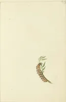 Picture 12 of 30 from Drawings of American insects : shewing them in their several states, together with such minute insects as require investigation by the microscope : designed and executed from living specimens (1796), leaf 21