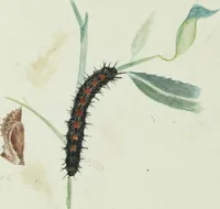 Picture 15 of 30 from Drawings of American insects : shewing them in their several states, together with such minute insects as require investigation by the microscope : designed and executed from living specimens (1796), leaf 28