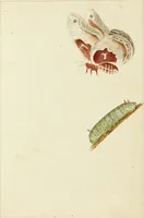 Picture 17 of 30 from Drawings of American insects : shewing them in their several states, together with such minute insects as require investigation by the microscope : designed and executed from living specimens (1796), leaf 34