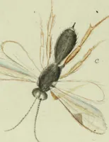 An illustration from Drawings of American insects : shewing them in their several states, together with such minute insects as require investigation by the microscope : designed and executed from living specimens (1796)