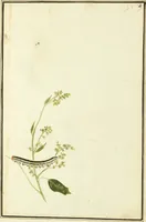 Picture 3 of 30 from Drawings of American insects : shewing them in their several states, together with such minute insects as require investigation by the microscope : designed and executed from living specimens (1796), leaf 4