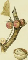Picture 20 of 30 from Drawings of American insects : shewing them in their several states, together with such minute insects as require investigation by the microscope : designed and executed from living specimens (1796), leaf 40