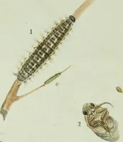 An illustration from Drawings of American insects : shewing them in their several states, together with such minute insects as require investigation by the microscope : designed and executed from living specimens (1796)