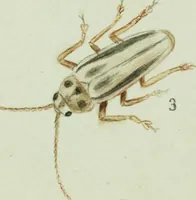 An illustration from Drawings of American insects : shewing them in their several states, together with such minute insects as require investigation by the microscope : designed and executed from living specimens (1796)
