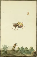 Picture 24 of 30 from Drawings of American insects : shewing them in their several states, together with such minute insects as require investigation by the microscope : designed and executed from living specimens (1796), leaf 45