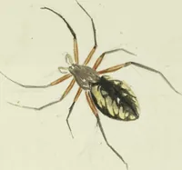 An illustration from Drawings of American insects : shewing them in their several states, together with such minute insects as require investigation by the microscope : designed and executed from living specimens (1796)