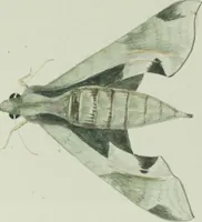 An illustration from Drawings of American insects : shewing them in their several states, together with such minute insects as require investigation by the microscope : designed and executed from living specimens (1796)