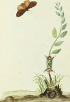 An illustration from Drawings of American insects : shewing them in their several states, together with such minute insects as require investigation by the microscope : designed and executed from living specimens (1796)