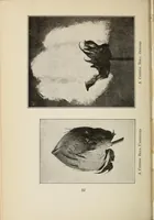 An illustration from Sewing and textiles; a textbook for grades and rural schools, prepared in the Extension division of the University of Wisconsin (1918)