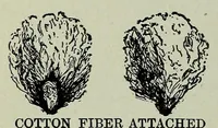 An illustration from Textiles and clothing, by Kate Heintz Watson (1914)