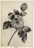 Picture 11 of 20 from Ribbon and fabric trimmings : a variety of appropriate dress trimmings that can be made from ribbon and fabric, with directions for their making (1925), leaf 29