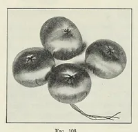 An illustration from Ribbon and fabric trimmings : a variety of appropriate dress trimmings that can be made from ribbon and fabric, with directions for their making (1925)