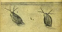An illustration from Historia insectorum generalis : cum figuris et indicibus necessariis (1685)