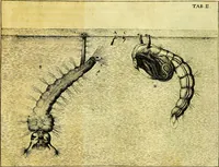 An illustration from Historia insectorum generalis : cum figuris et indicibus necessariis (1685)
