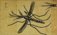 An illustration from Historia insectorum generalis : cum figuris et indicibus necessariis (1685)